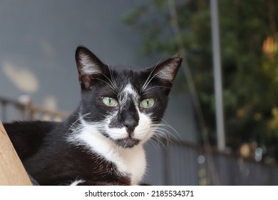 Closeup of a female street black and white tuxedo cat, looking toward the camera. Left cut ear , indicating she is neutered. Background: Gray concrete building wall. Boogers mucus in her green eyes.