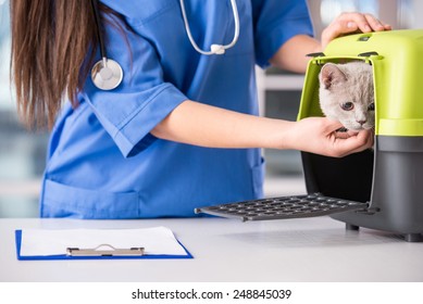 Close-up Of A Female Veterinarian With A Cute Beautiful Cat.