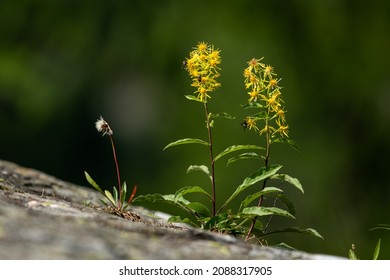 Closeup Of A Fen Ragwort (Senecio Paludosus) In The Italian Alps, Cloudy Day In Summer