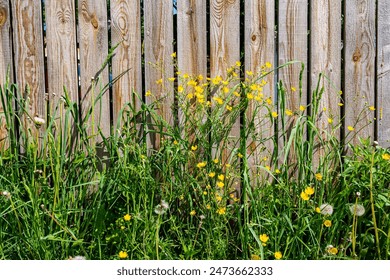 Close-up of a fence made of vertically placed boards with tall grass and yellow wildflowers below. Farm fence. - Powered by Shutterstock