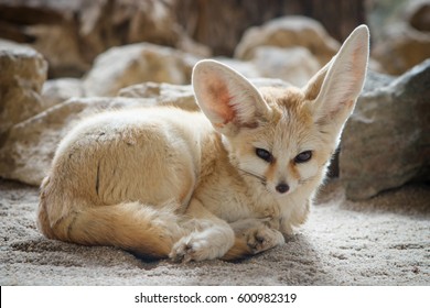 Fennec Fox Images Stock Photos Vectors Shutterstock