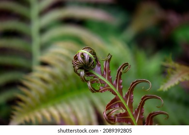 Close-up Of A Fern Leaf Curled At The Tip.