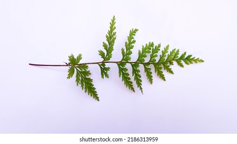 Close-up Of Fern Leaf (Pteridophyta) On White