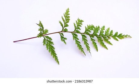 Close-up Of Fern Leaf (Pteridophyta) On White