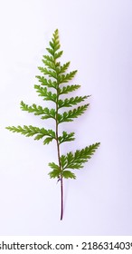 Close-up Of Fern Leaf (Pteridophyta) On White