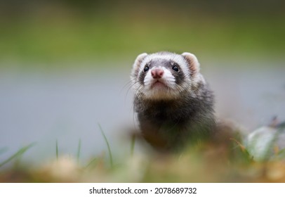 Closeup of the ferret in the nature.  Ferret on the hunt.                              
