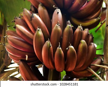 Closeup of a few bunches of ripe fruits of red banana plant (Musa acuminata). sustainable agriculture. 