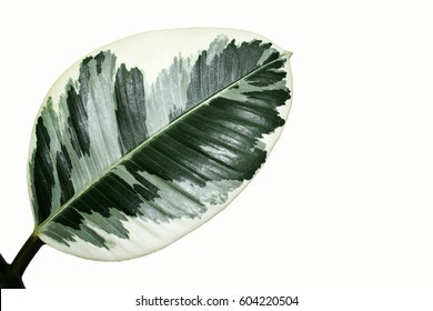 Closeup Ficus elastica green leaf with white isolated texture background, fresh leaf chlorophyll with light sunshine, natural pattern.