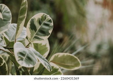 close-up of ficus leaves, space for text, background of leaves. High quality photo - Powered by Shutterstock