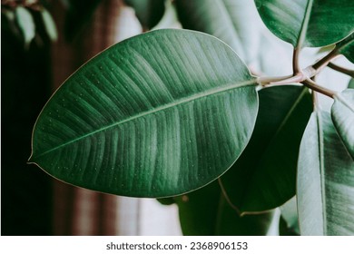 Close-up Ficus rubber flower. Beautiful green flower. Floral background. Modern houseplants ficus. houseplants with Ficus Elastica plant