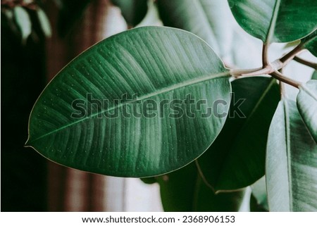 Close-up Ficus rubber flower. Beautiful green flower. Floral background. Modern houseplants ficus. houseplants with Ficus Elastica plant