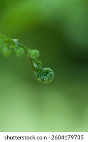 Closeup of a fiddlestick in the spring