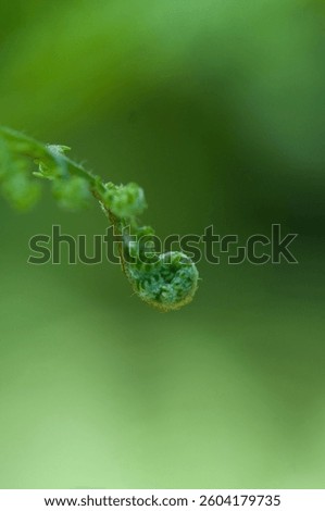 Closeup of a fiddlestick in the spring