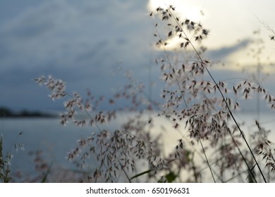 Closeup field