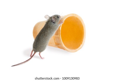 closeup the field mouse (Apodemus agrarius) pushes wafer cone on white background