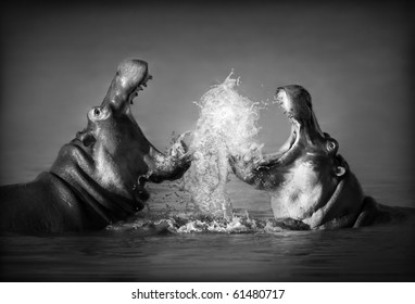 Close-up of a fierce fight between two Hippo's