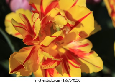 Flower Closeups 由anna Waltz 投稿的库存照片和图片收藏 Shutterstock