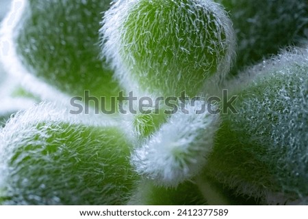 Closeup of the fine tendrils of a furry Green Velvet Echeveria Pilosa succulent plant