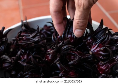 Close-up of fingers picking hibiscus sabdariffa, or sorrel, a rich red flower used to make sorrel drink in Caribbean countries at Christmas time. Holiday drink, raw flower, bowl of sorrel.
