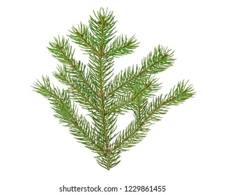 Similar Images, Stock Photos & Vectors of green fir branch for