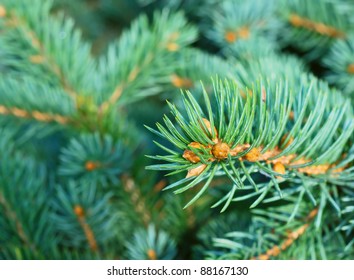 Close-up of fir tree branches