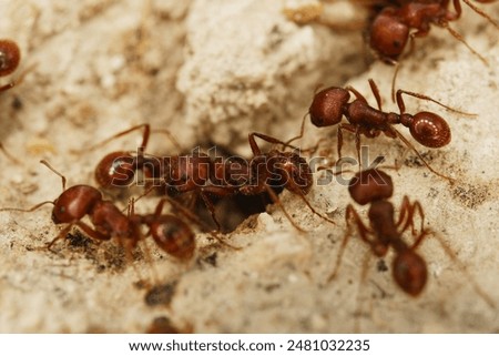 Closeup of fire ants in detail at hole in Texas ground.