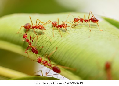 Close-Up Of Fire Ants On Leaf - Powered by Shutterstock