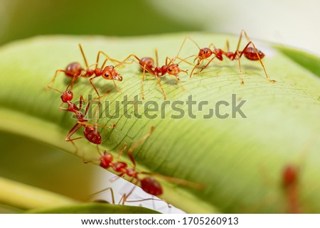 Close-Up Of Fire Ants On Leaf
