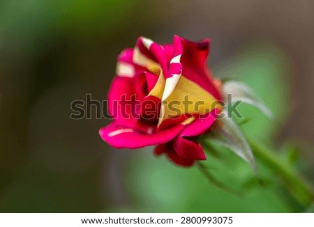A closeup of a Fire and Ice rose