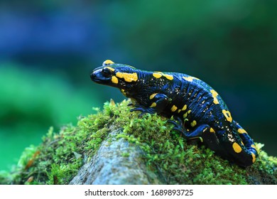 Close-up of a fire salamander, a black amphibian with yellow spots and stripes, on a rock near a small stream
