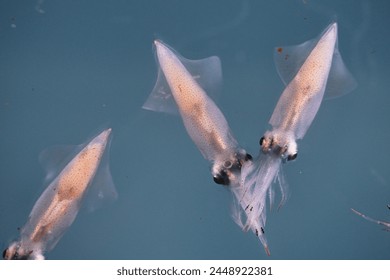 Closeup of firefly squid or toyama squid or Luminescent dwarf squid or Sparkling Enope Squid
					