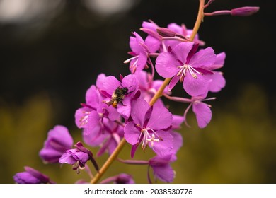 Closeup of the Fireweed flower and the bumblebee pollinating on its petals