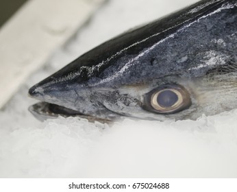Fish Open Mouth Ace Seafood Market Stock Photo Edit Now