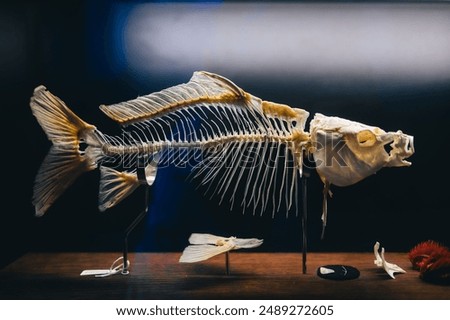 Close-up of a fish skeleton displayed on a wooden table in a museum exhibit