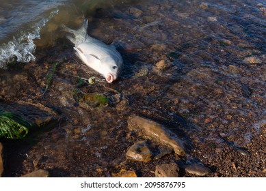 Close-up Fishing Line With Method Feeder And Hooked A Smallmouth Buffalo (Ictiobus Bubalus) Near Rocky Shoreline Of Grapevine Lake, Texas. An American Native Hardy Rough Fish In Catostomidae Species