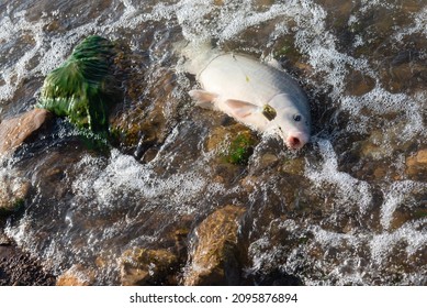 Close-up Fishing Line With Method Feeder And Hooked A Smallmouth Buffalo (Ictiobus Bubalus) Near Rocky Shoreline Of Grapevine Lake, Texas. An American Native Hardy Rough Fish In Catostomidae Species