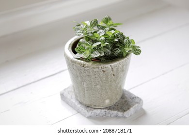 Close-up Of Fittonia Albivenis (nerve Plant) View From Above. Small, Elegant Houseplant In Flower Pot On White Background. Trendy Mood Indoor Plant Growing On Windowsill. 