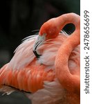 A close-up of a flamingo preening its feathers with a dark background.