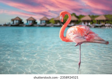 Un cierre de un flamingo en el mar en la isla renacentista, Aruba