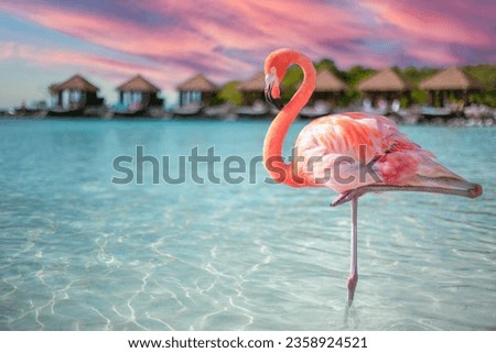 A closeup of a flamingo in the sea on Renaissance Island, Aruba