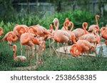 A Close-up of flamingos in Singapore bird paradise