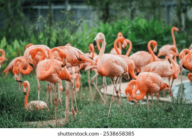 A Close-up of flamingos in Singapore bird paradise - Powered by Shutterstock