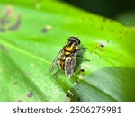 Close-up of flies, Eristalinus flies, yellow to golden flies, flies on the leaves