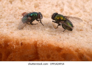 Close-up of flies on sandwich bread  - Shutterstock ID 1991424914