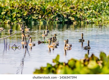 Closeup flock of billed duck aquatic bird (Anatidae species family), a chicken sized bird spotted in swimming in the lake field with Flowering Water Hyacinth. Sultanpur Bird Sanctuary, Haryana India. - Powered by Shutterstock