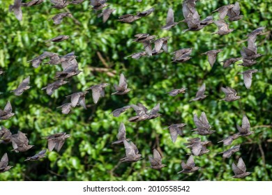 A Closeup Of A Flock Of Birds Flying Away In A Synchronized Manner On A Blurry Leafy Background