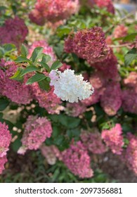 Closeup Of Floral Bush In Traverse City, MI.