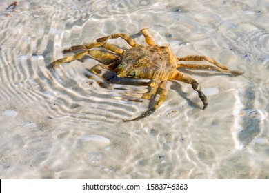 Closeup of a Florida Stone Crab on A Beach Under Water