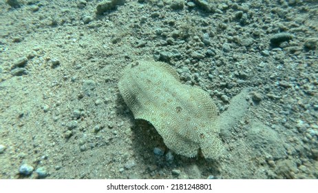 Closeup Of The Flounder Fish Swim Over Sandy Bottom. Leopard Flounder Or Panther Flounder (Bothus Pantherinus).Red Sea, Egypt