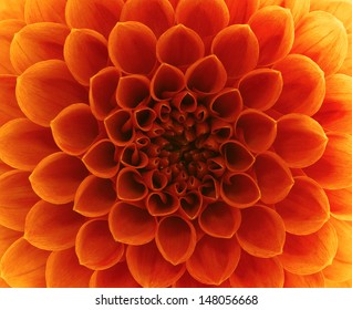 close-up flower 